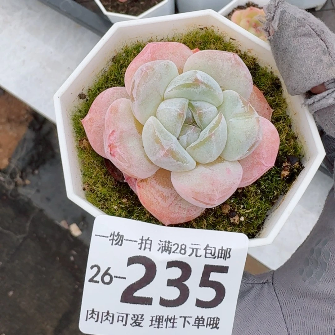 奶芙无盆土发货无盆土发货无