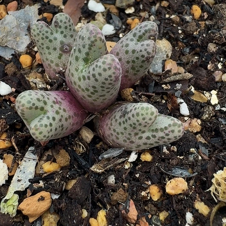 老马生石花95d斑马1829