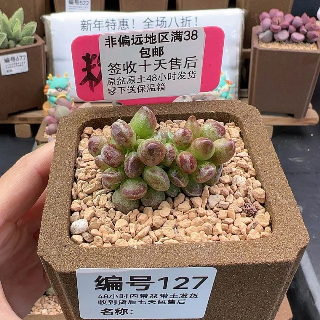 127鼓锤多肉植物