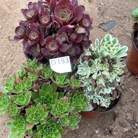 193三颗法师多肉植物