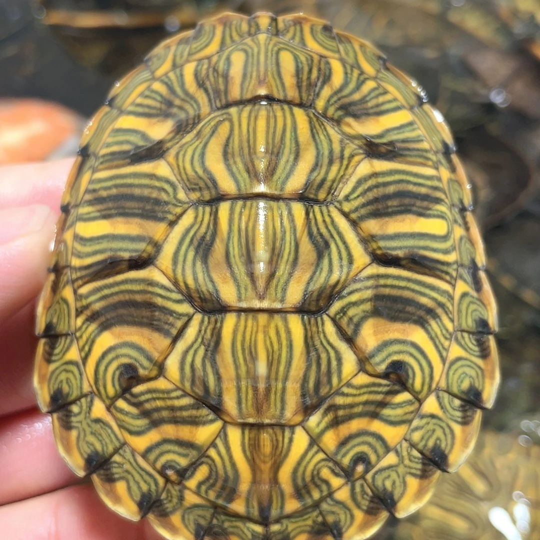 宠物龟不分公母7.6