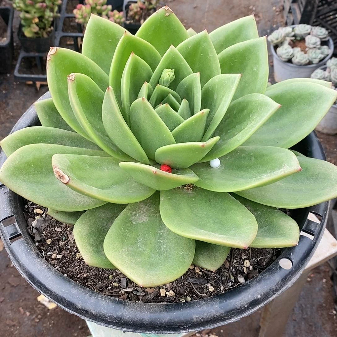 刘*萍大翠花1颗，叶尖碰伤