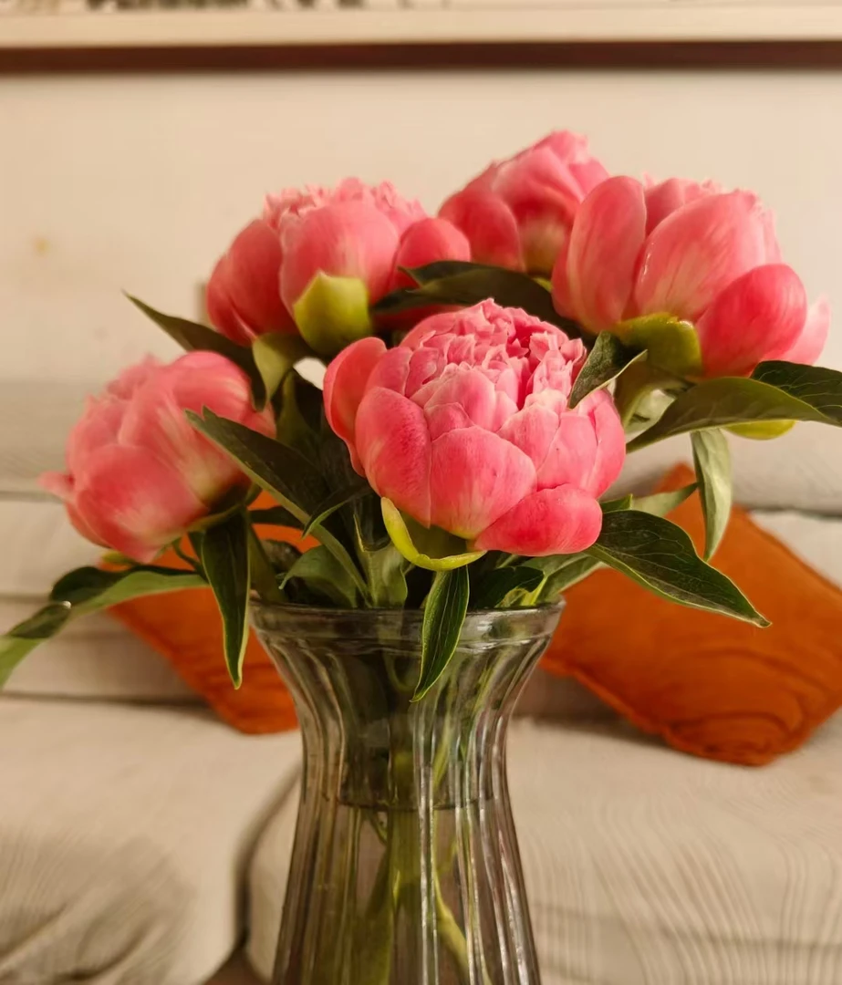 珊瑚魅力  鲜花芍药  会变色的芍药