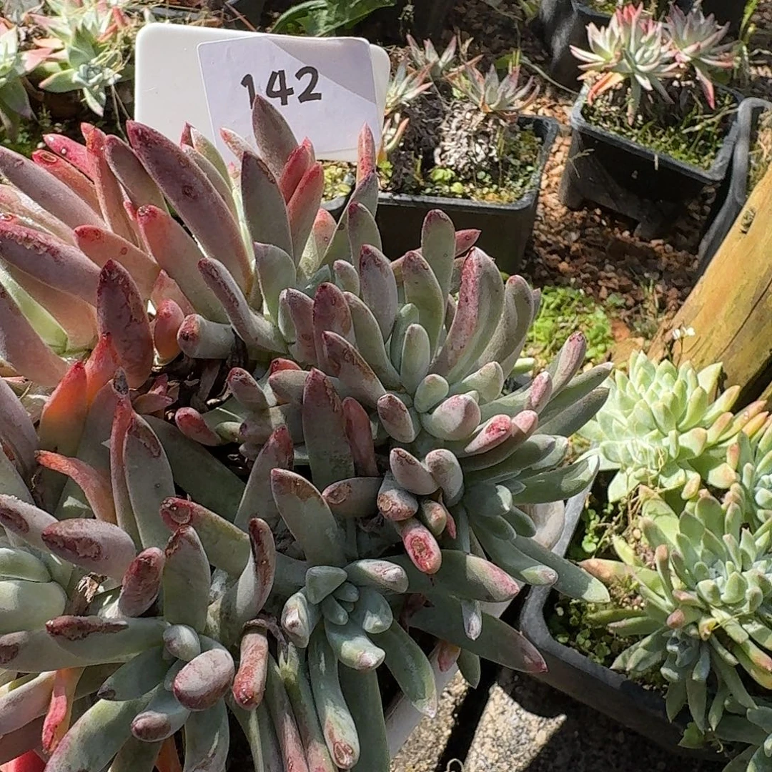 果***子多肉植物仙女杯1216142