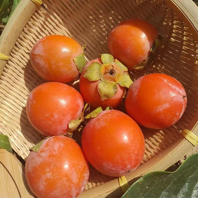 新鲜现摘吊红软柿应季水果放软吃甜润爆浆