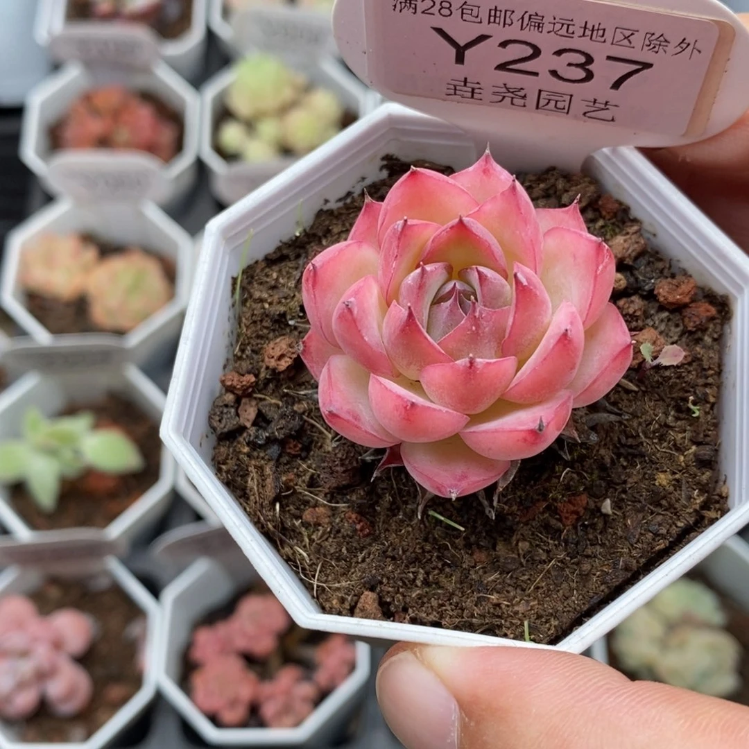 0237 粉水晶 3.5cm