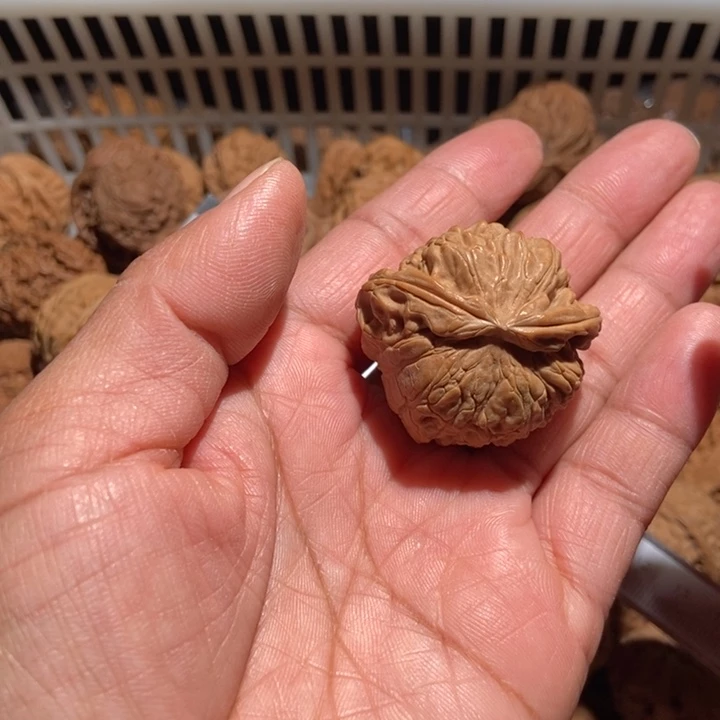 郭***店核桃白狮子蛇头尺寸38全品