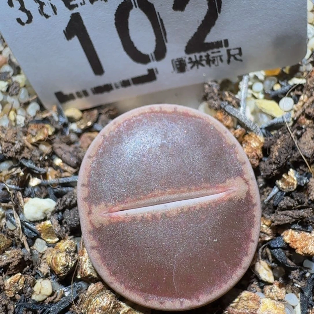 zzzzz生石花肉锥102