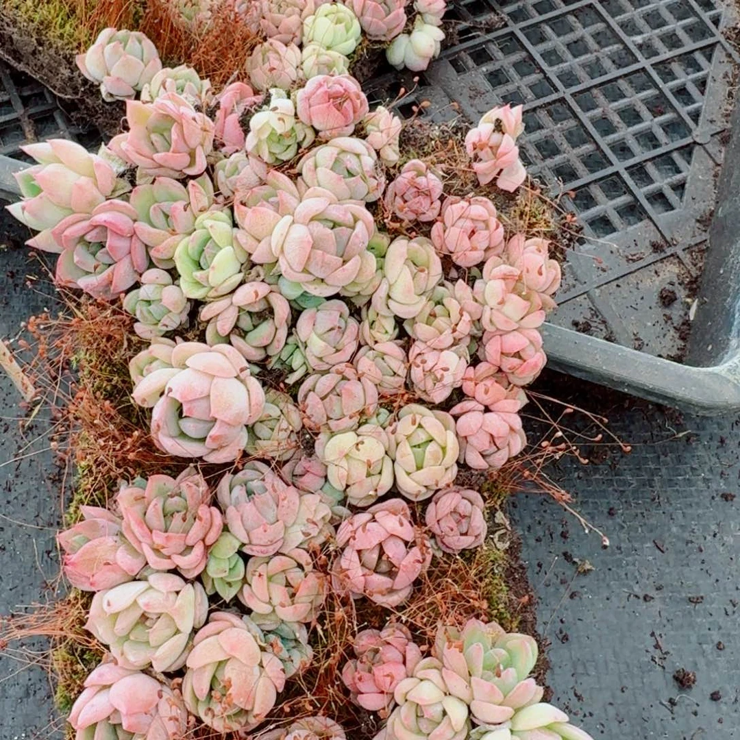 25-132宽叶美尼珍妮切糕一份量拍四五十颗右四