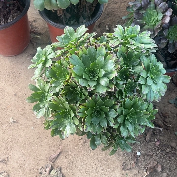 碧虎玫瑰玫瑰玫瑰玫