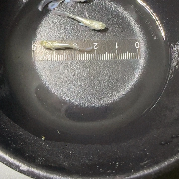 青鳉鱼长鳍美伦55