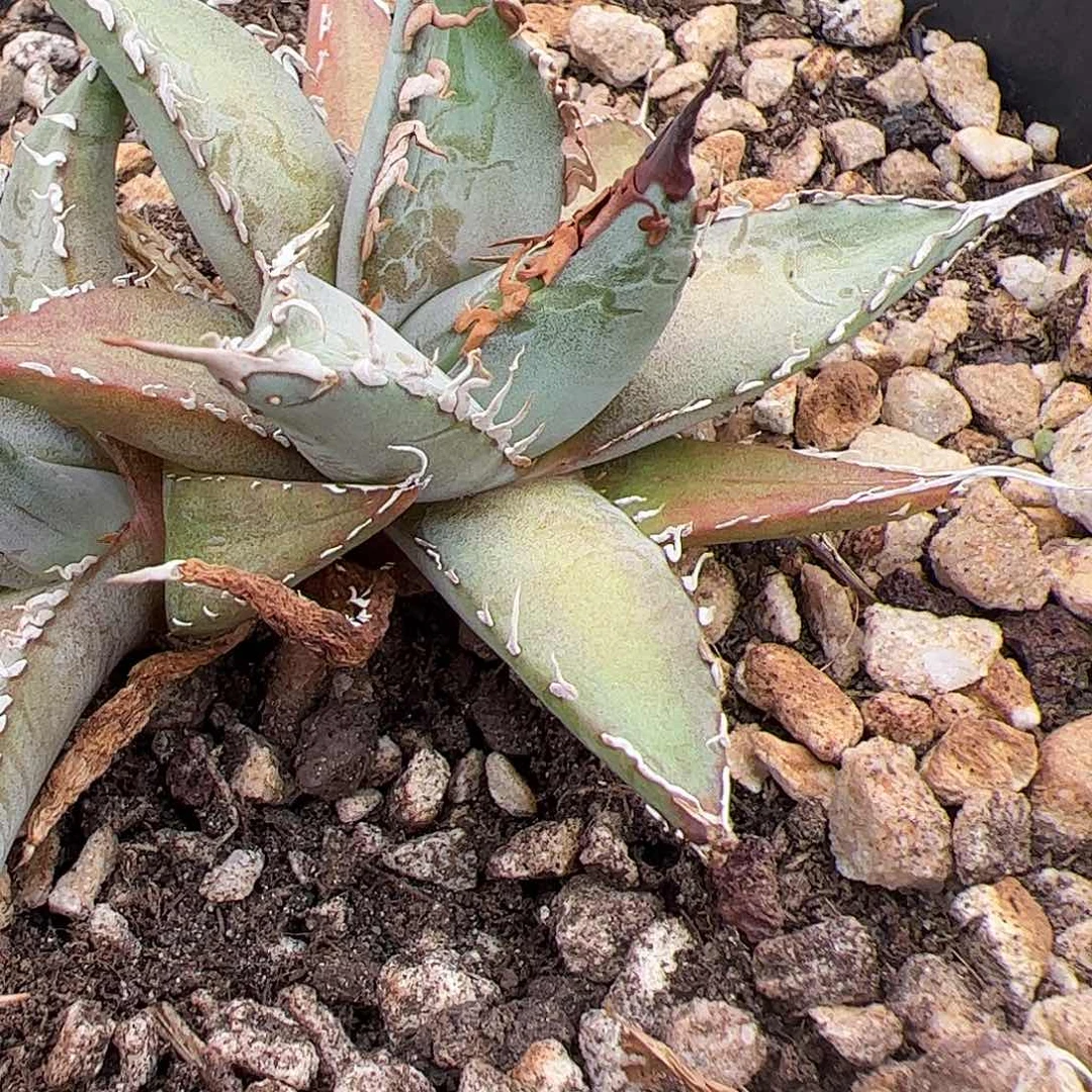 ^*天帝释天龙舌兰植物