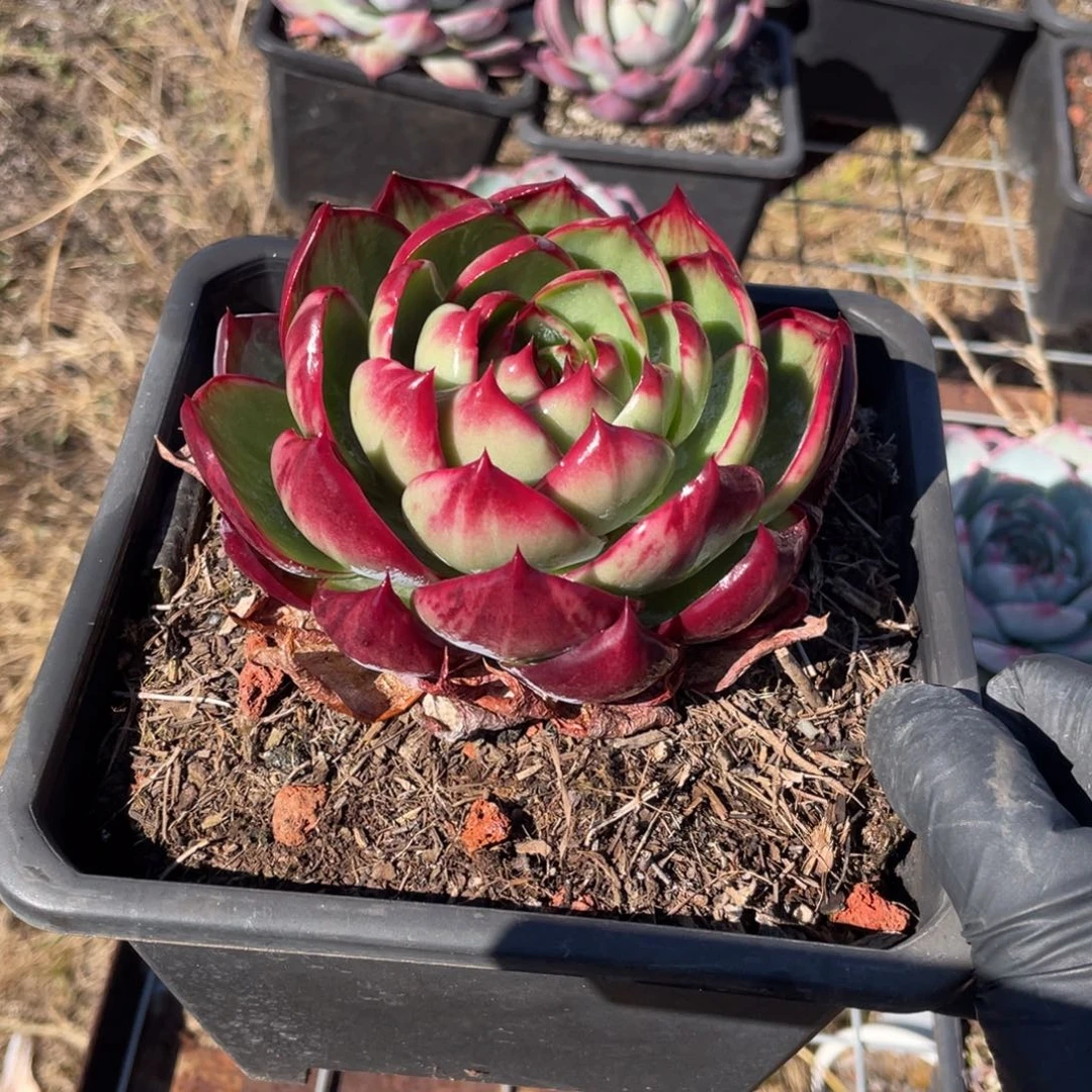 惊鸿仙子冠服12左右