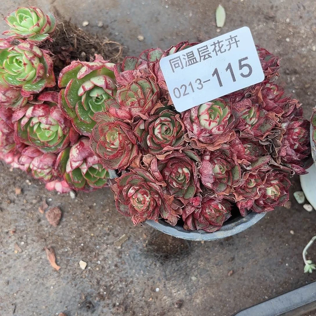 同温层多肉115伊丽莎白3颗