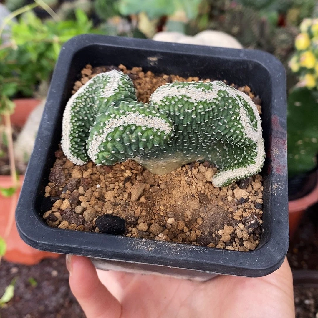 花花草草花花草草