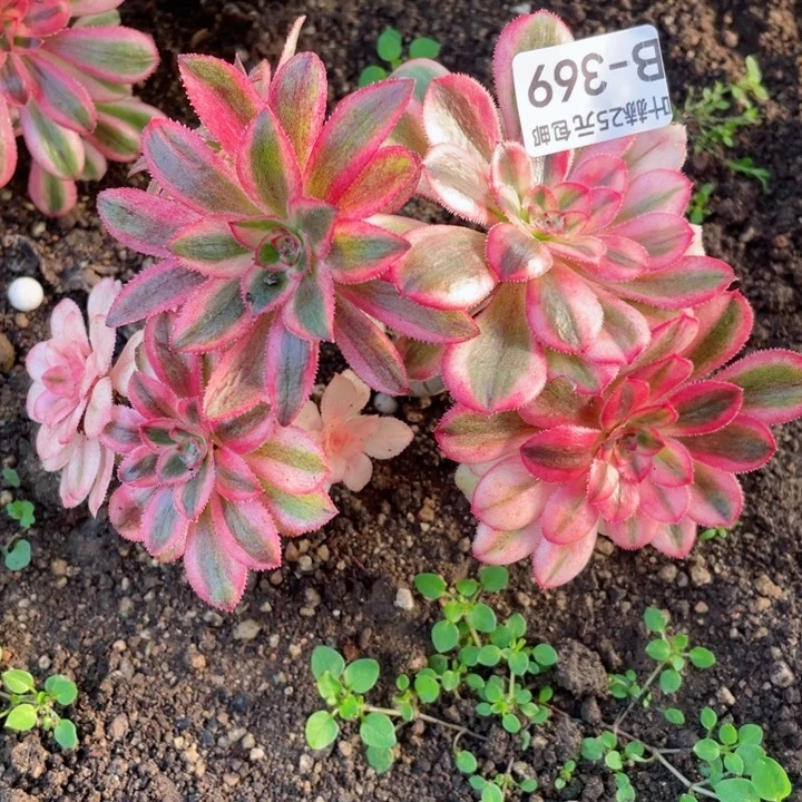 369初恋多肉12345678