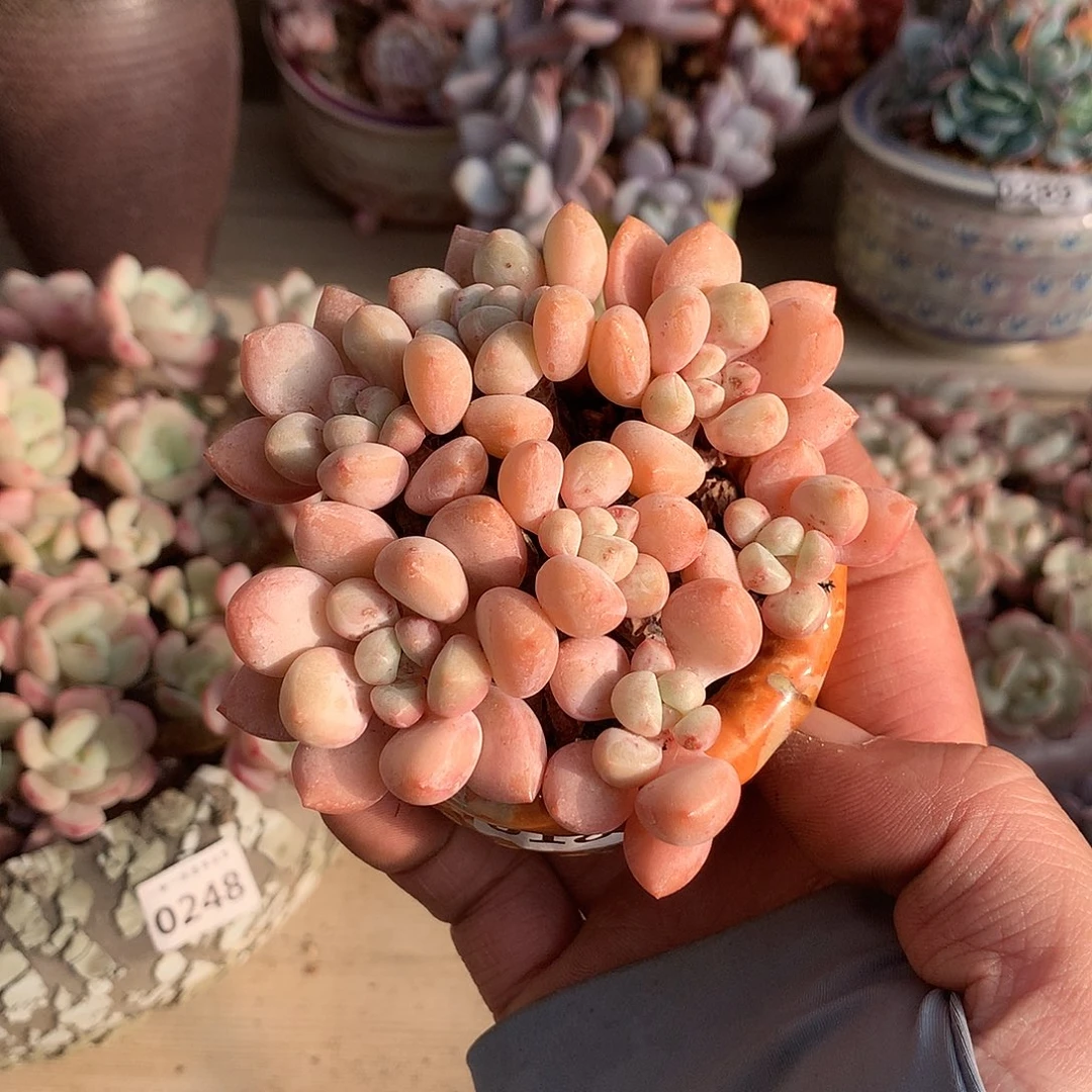 185泡泡糖多肉一颗9厘米