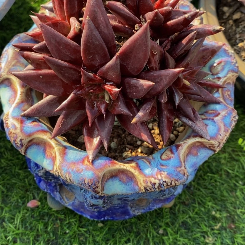 【闪购商品】虫****糖多肉植物