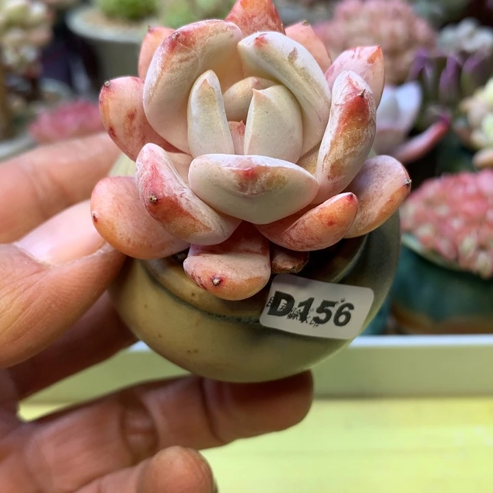 D156一物一拍带盆