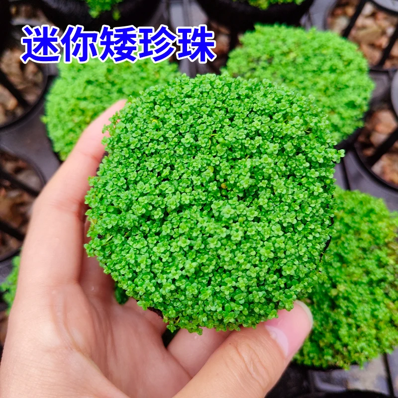 【迷你矮珍珠/前景水草】前景水草矮珍珠新手水草鱼缸坨草造景