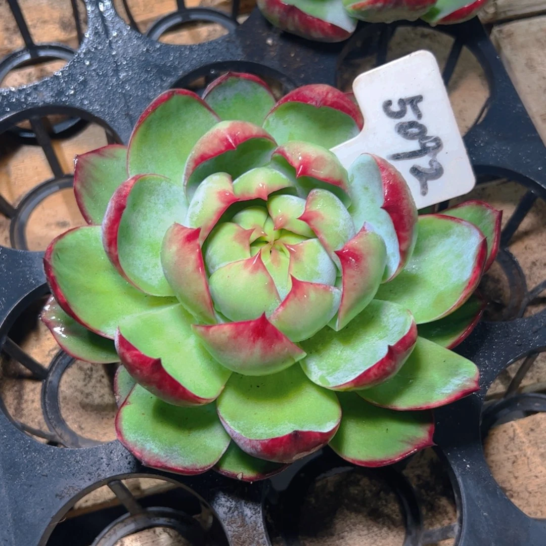 惊鸿仙子一物一拍5092号