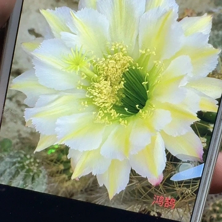 鸿鹄侧芽5公分毛花柱