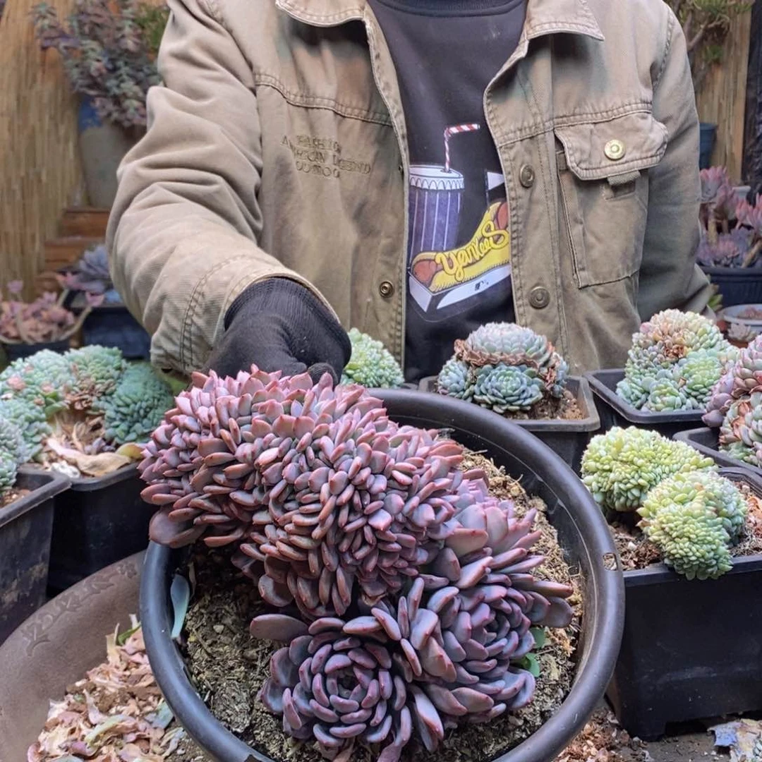 张*姐A283号玛瑙缀多肉