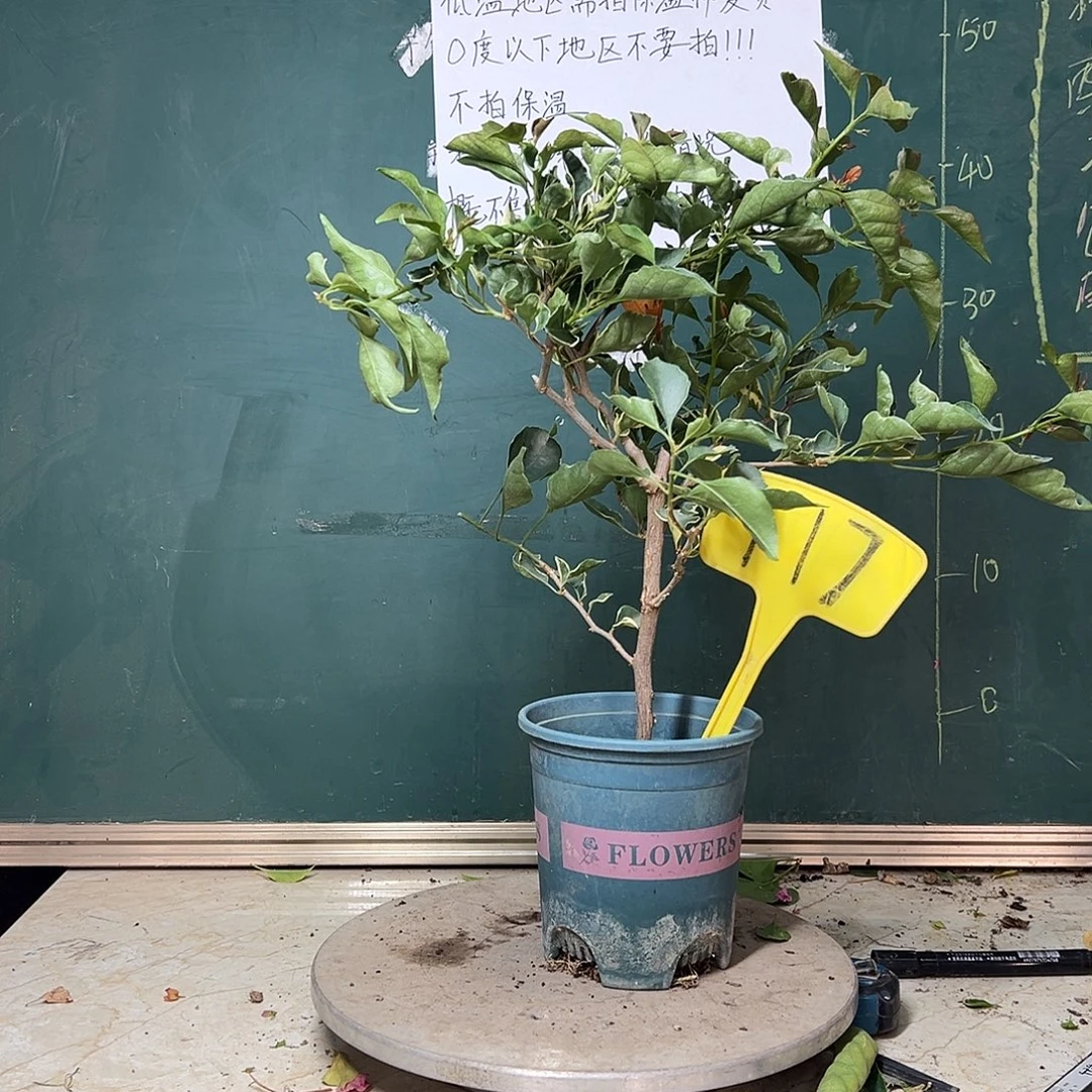 完全开放橙蝶 117