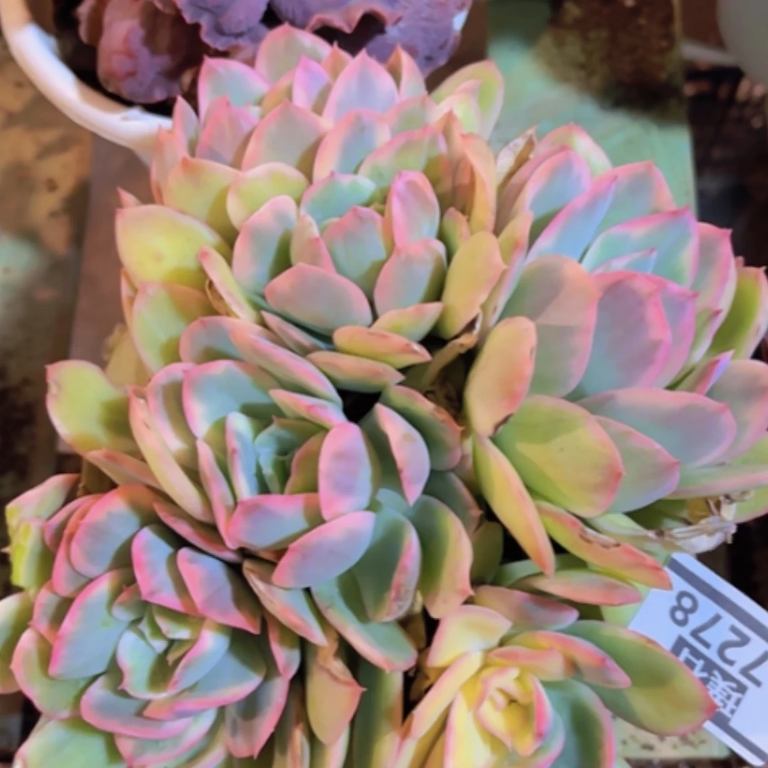 【闪购商品】绮罗锦17278