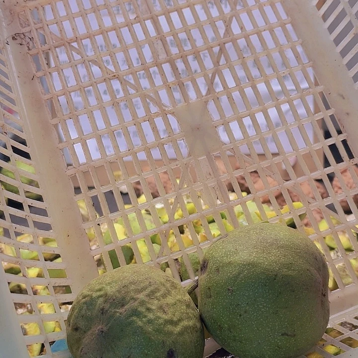 吊坠文玩核桃南瓜大2