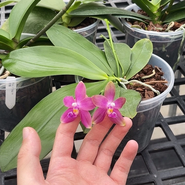 大部分花苞少量开放