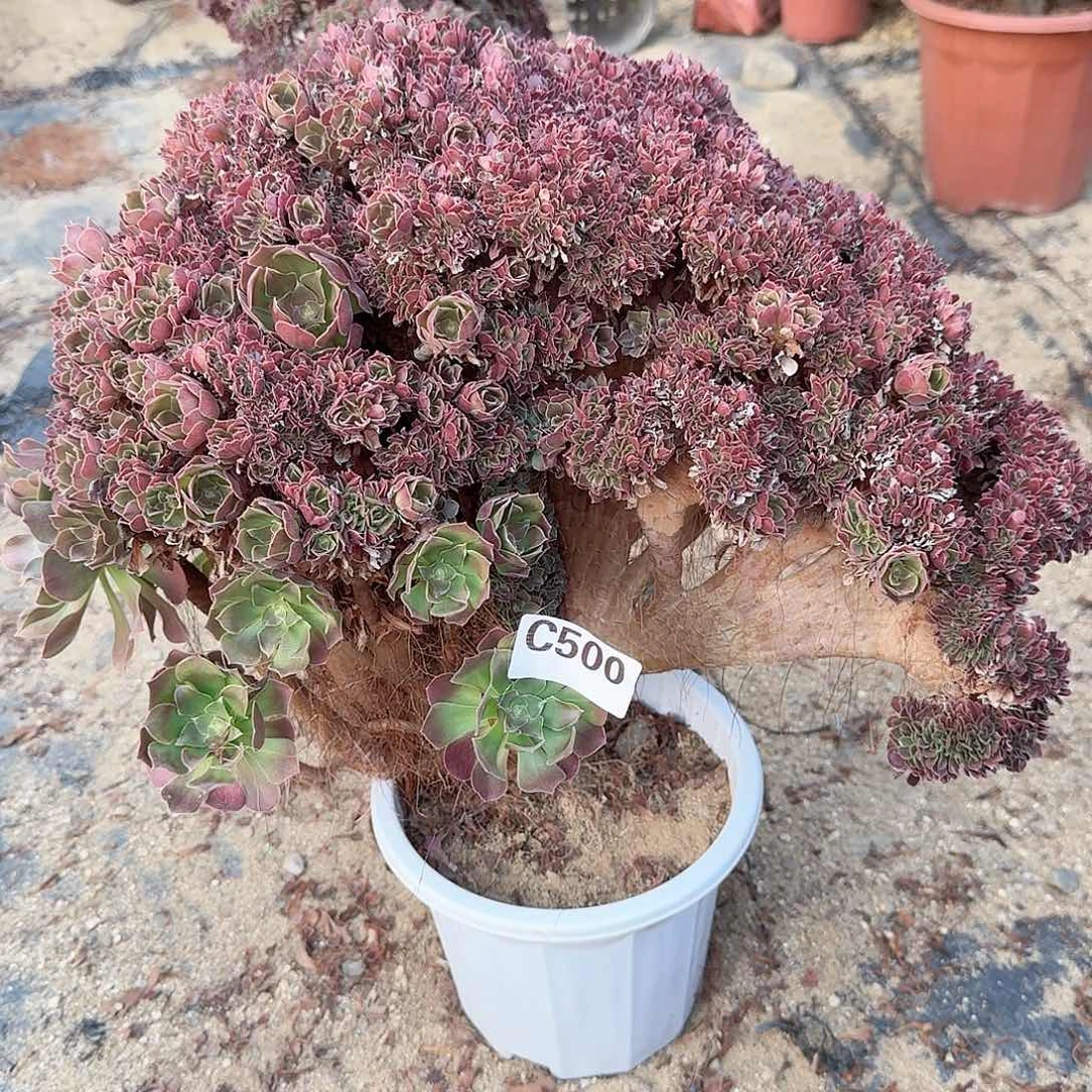 500火玫瑰一颗呀呀