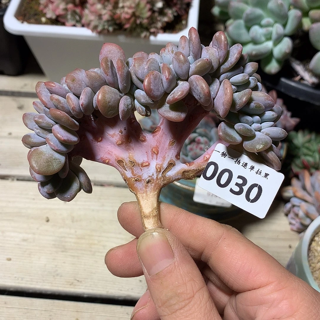 0030粉兔多肉一颗11.5厘米