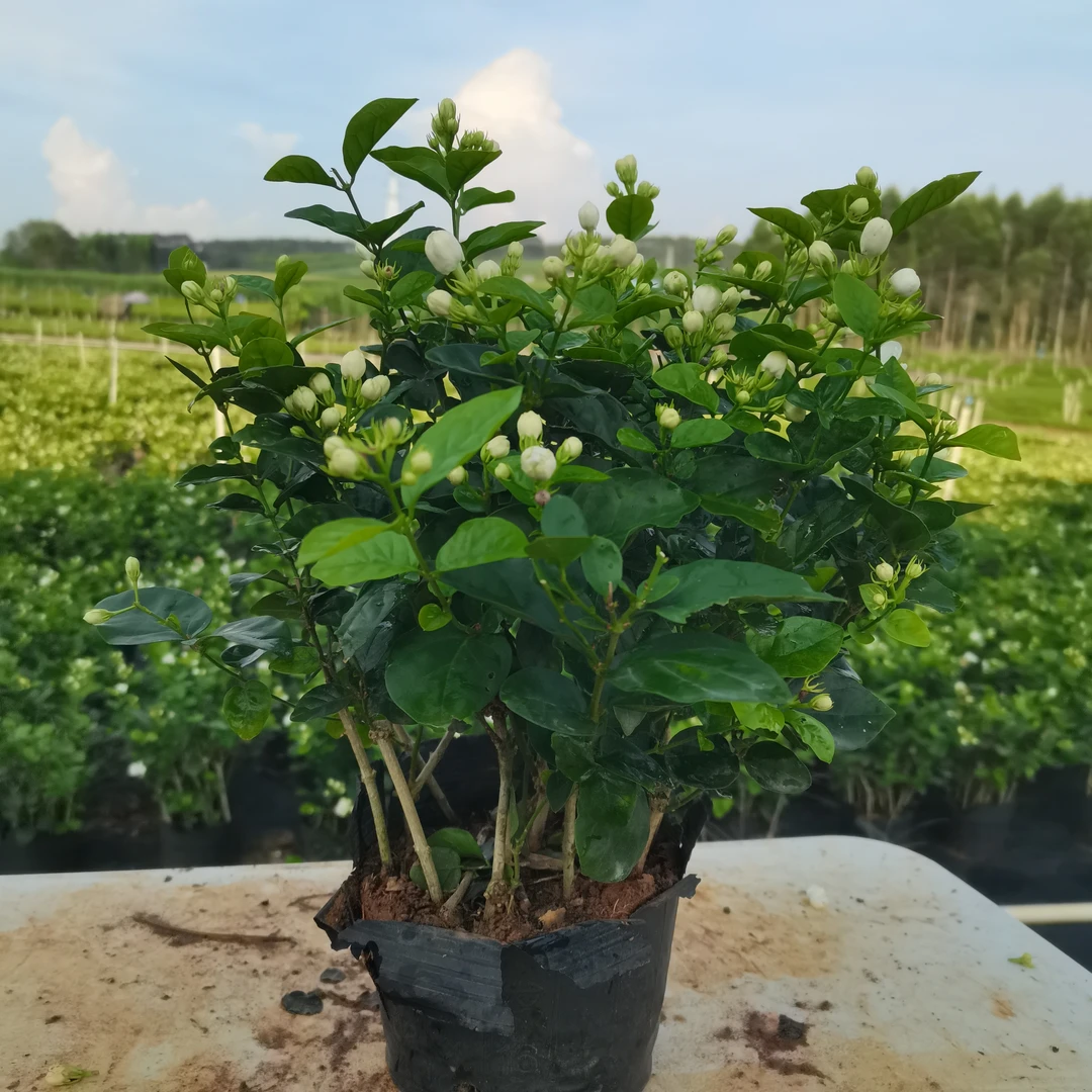 重瓣浓香带花苞茉莉花盆栽可室内外种植好养活花卉