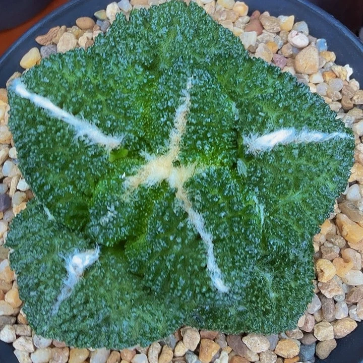 边境老头的肥厚圆叶哥斯拉