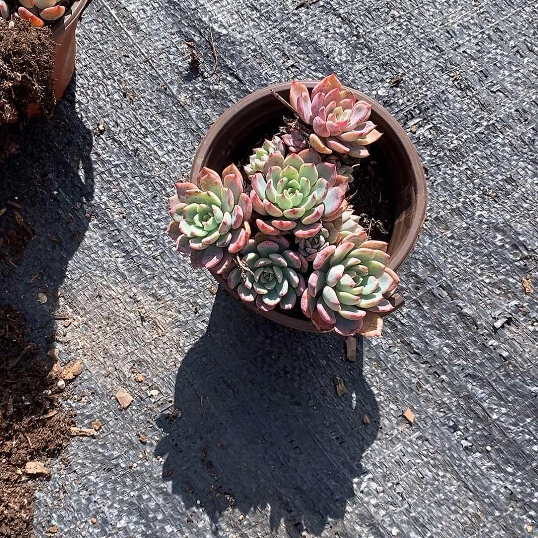 娜娜小勾1颗多肉植物