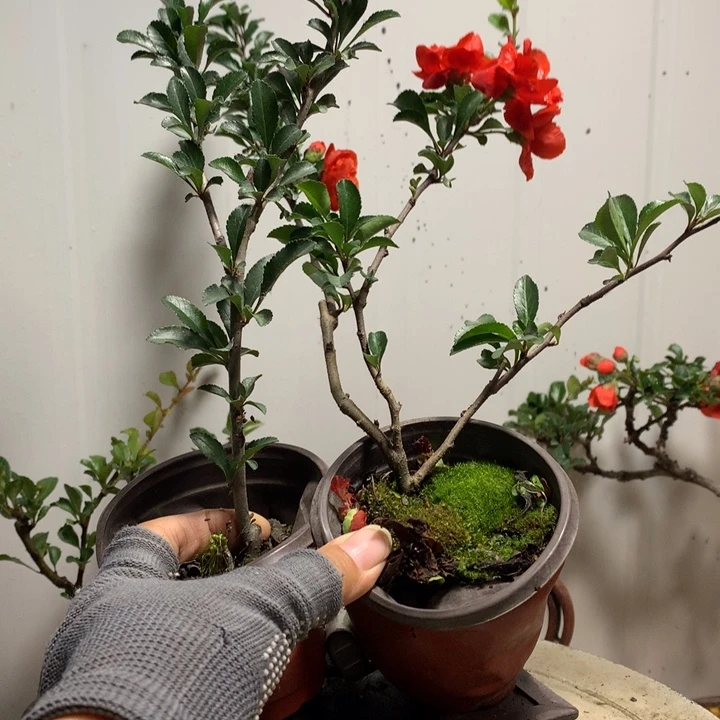 无花朵伟原生........