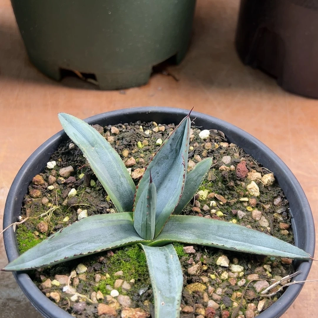 多肉植物三十三浅覆