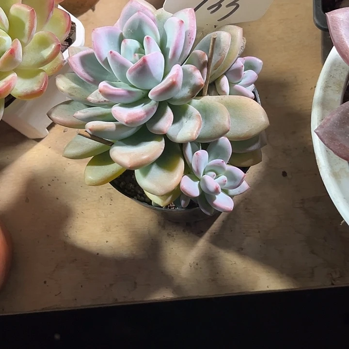 郭***芬0000000000000000733