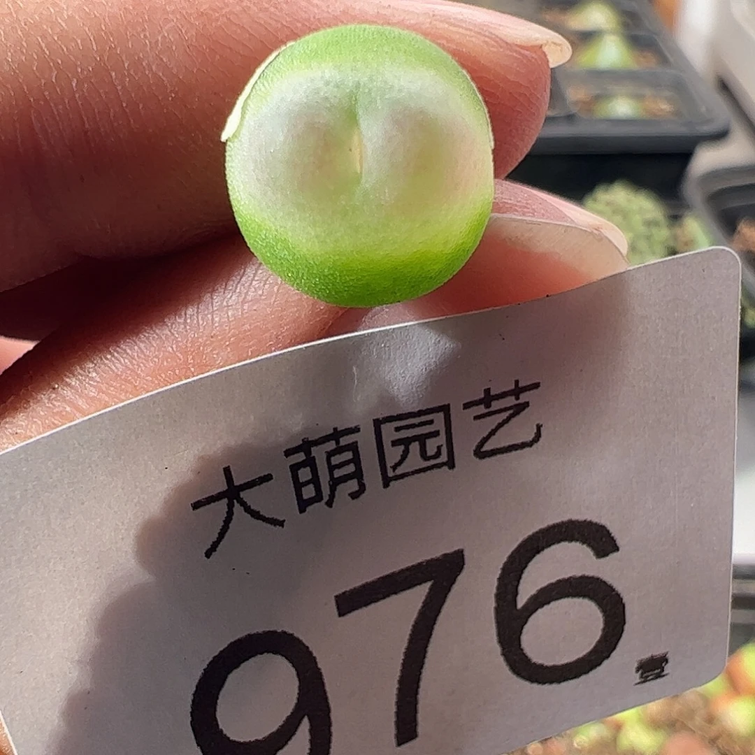 一物一拍。      976