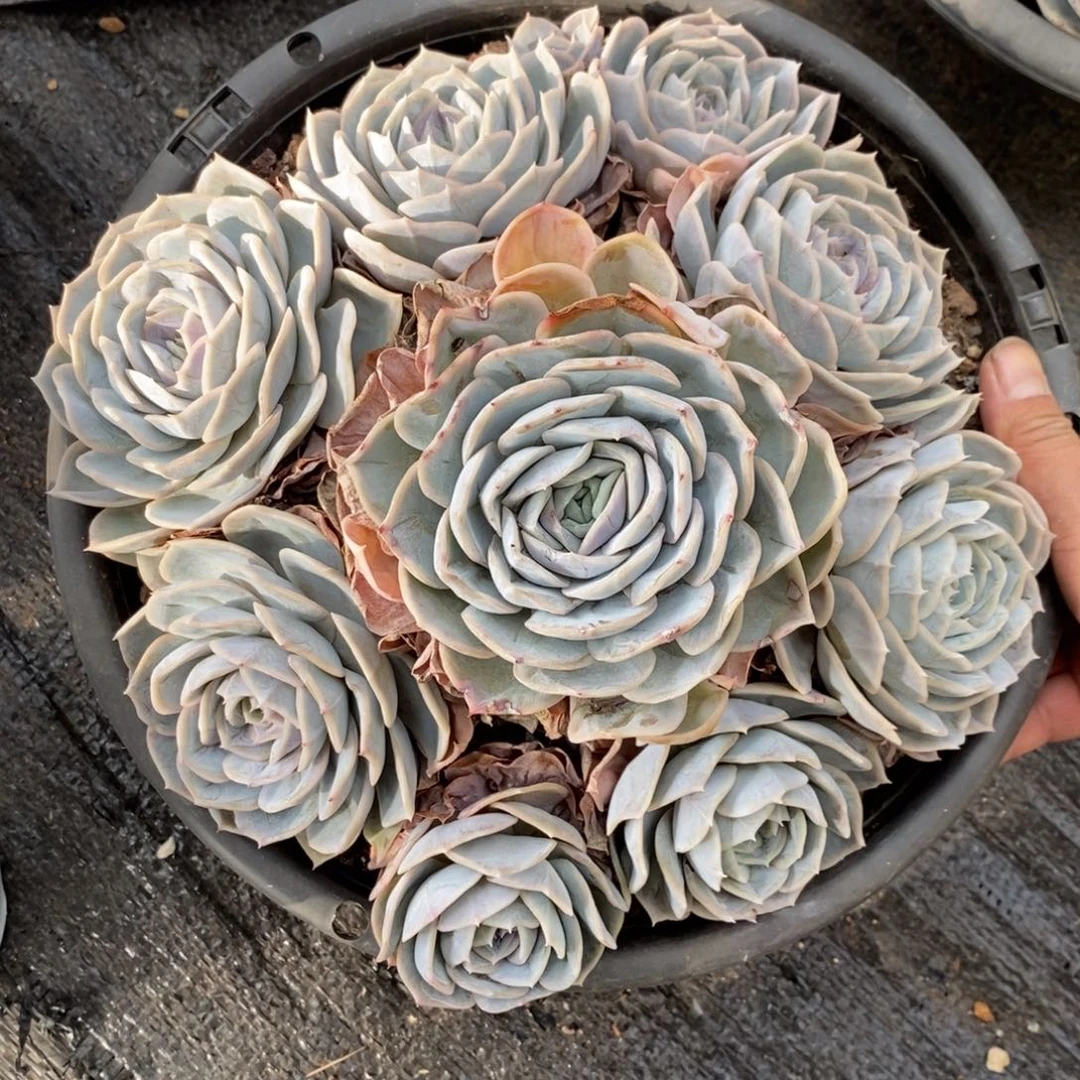 最***人两单包邮1115-蓝色惊喜