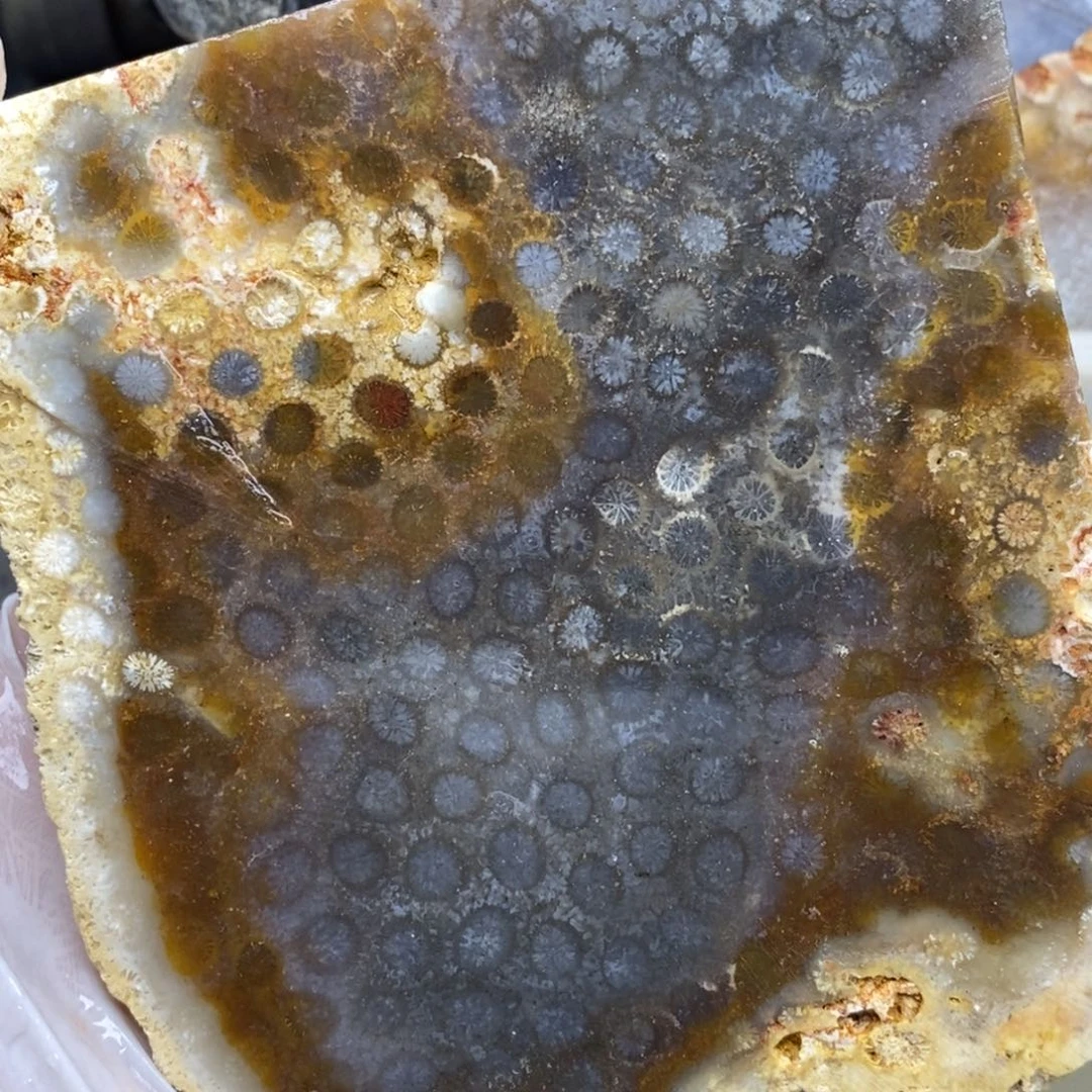 【闪购商品】硅化玉珊瑚玉未镶嵌