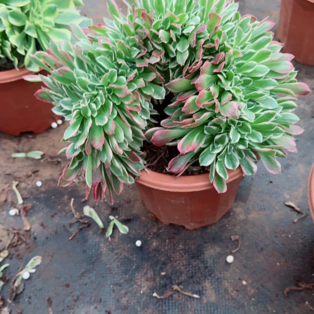 627白凤缀化多肉植物满28包
