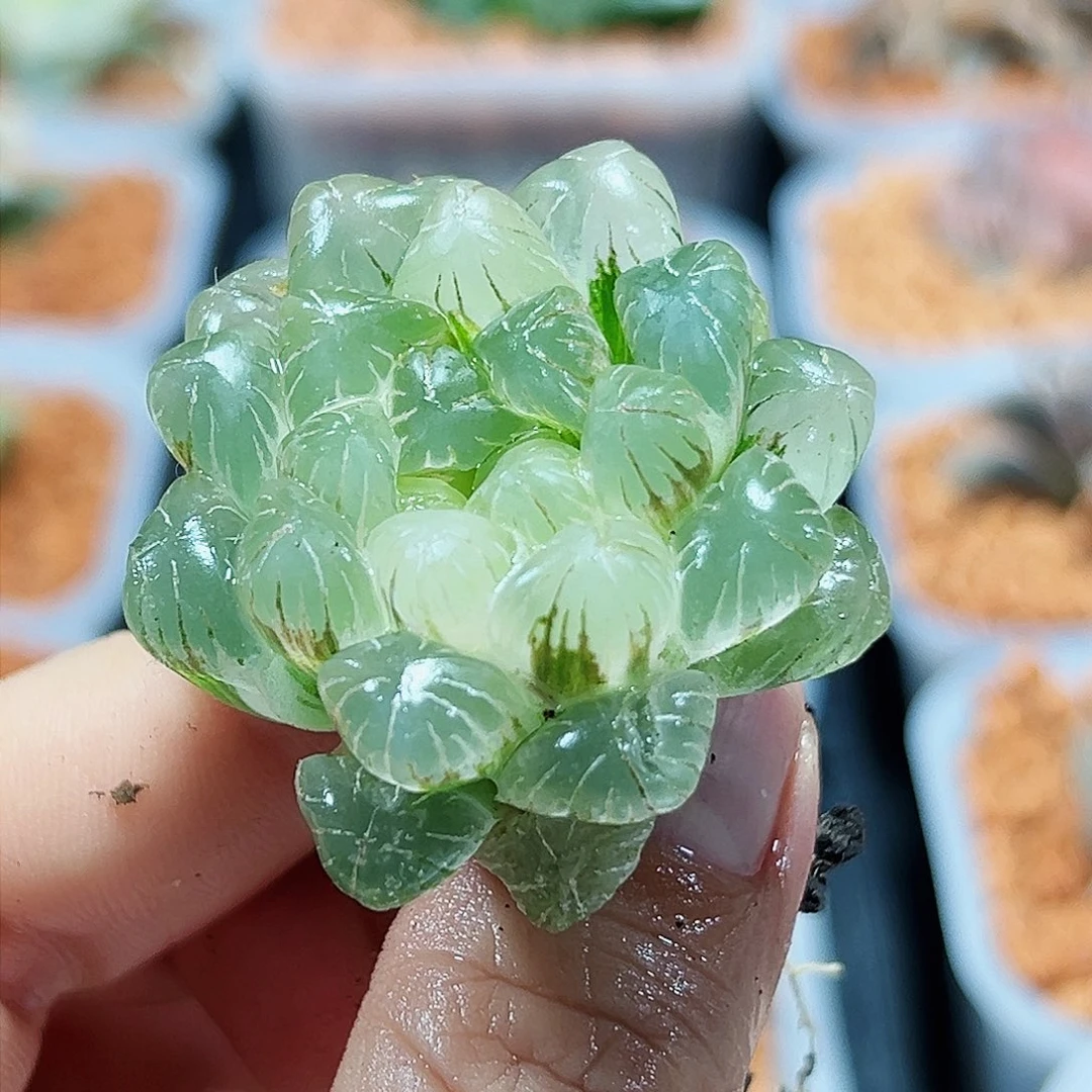 五***后十二卷多肉实生玉露