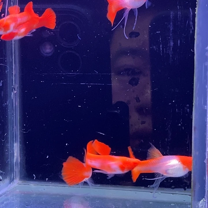 孔雀鱼红头飘带10条包邮