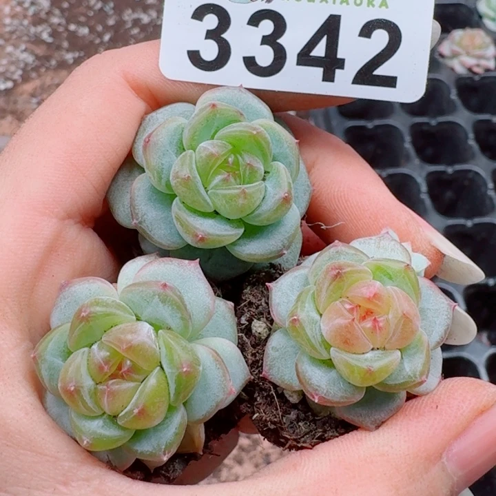 多肉植物多肉植物