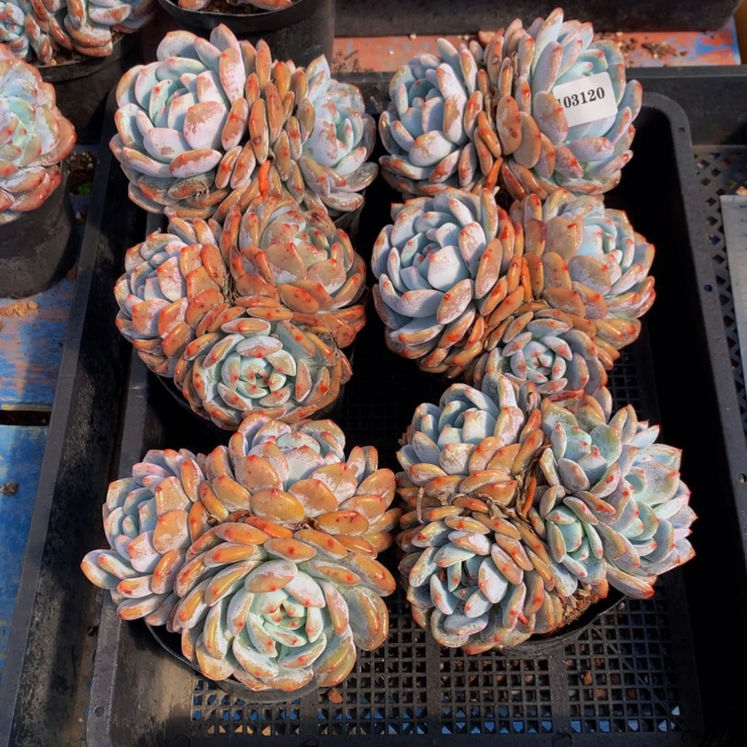 103120六个嗯嗯嗯嗯嗯嗯嗯好喜欢