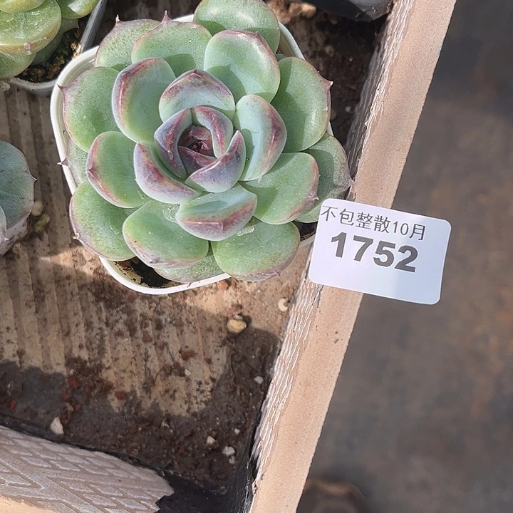 勇***你阿雅园艺。        1752