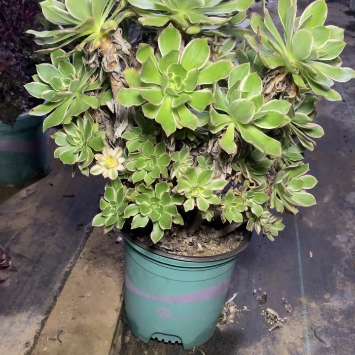 43大叶多肉多肉植物多肉