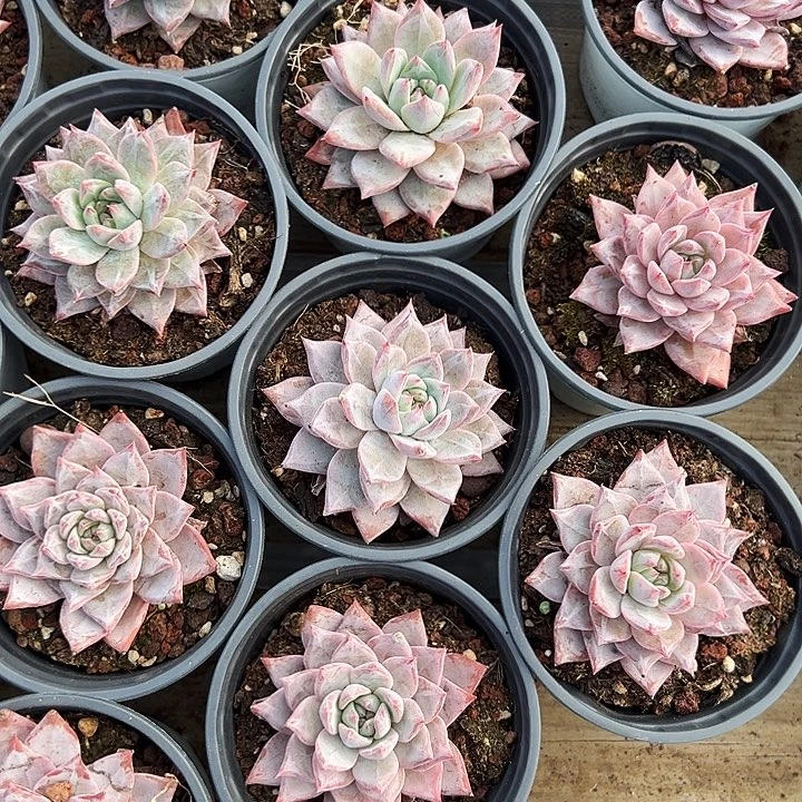 粉蓝鸟        福利多多